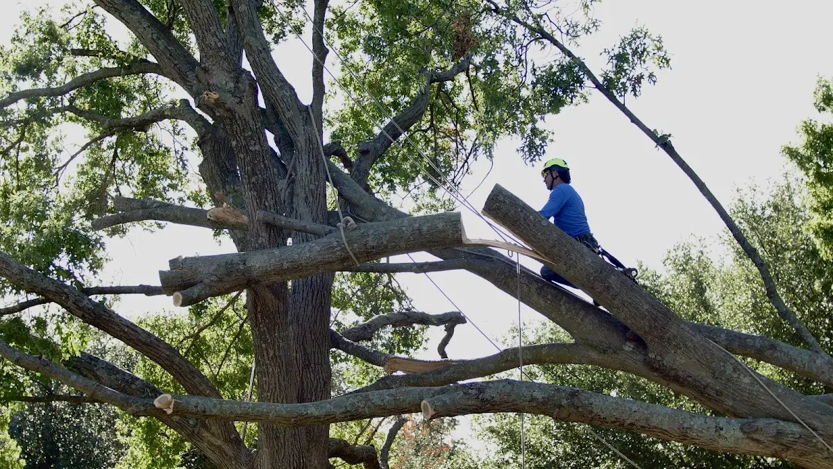 Professional Crown Thinning performed by certified arborists in Putnam Station